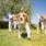 dogs running in park